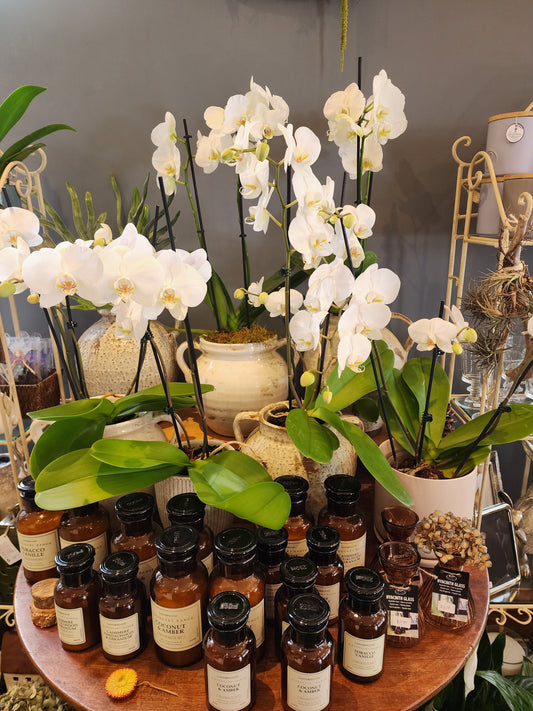 Phalaenopsis Orchids- Elegant, long lasting from your Wellington Florist