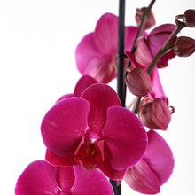 Load image into Gallery viewer, Phalaenopsis Orchid Plant
