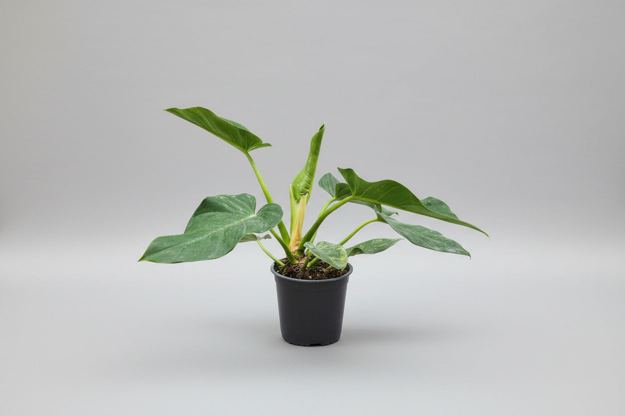 Philodendron Blizzard – Flowers Rediscovered