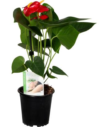 Anthurium Plant Red Bull in white Ceramic Pot
