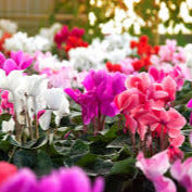 Cyclamen Plant