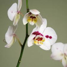 Load image into Gallery viewer, Phalaenopsis Orchid Plant