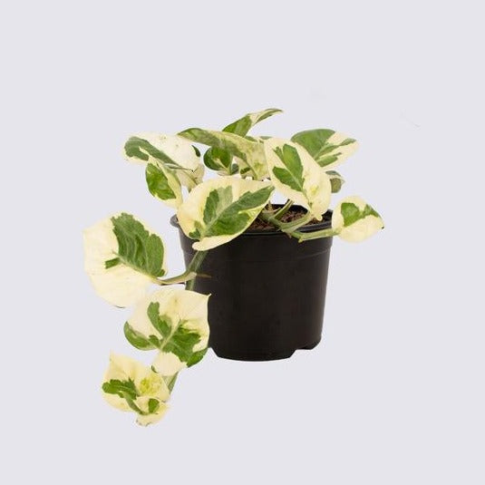 N'Joy Pothos Epipremnum aureum