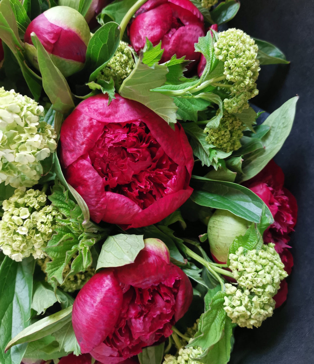 Peony Season is Here- Why Everyone Loves These Amazing Blooms