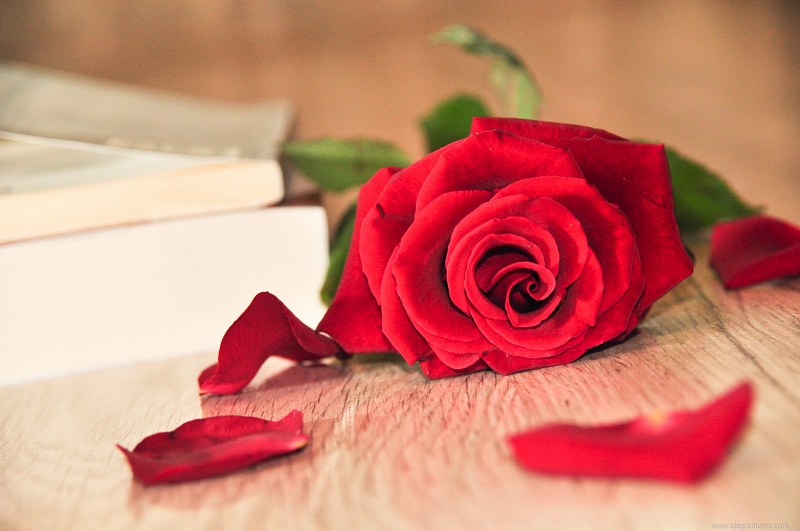 Romance