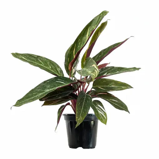 Calathea Magic Star