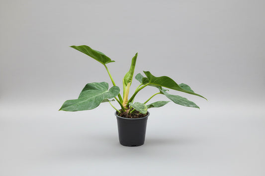 Philodendron Blizzard