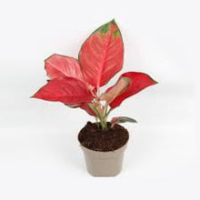 Load image into Gallery viewer, Valentine&#39;s Day Aglaonema