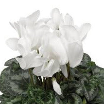 Cyclamen Plant