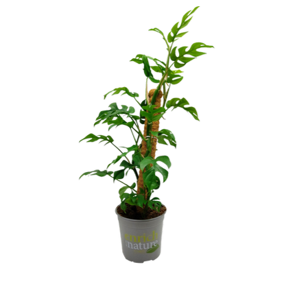 Philodendron Minima