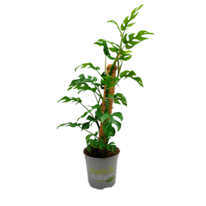 Philodendron Minima