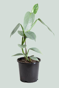 Philodendron Hastatum Silver Sword