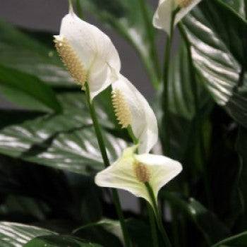 Peace Lily Plant