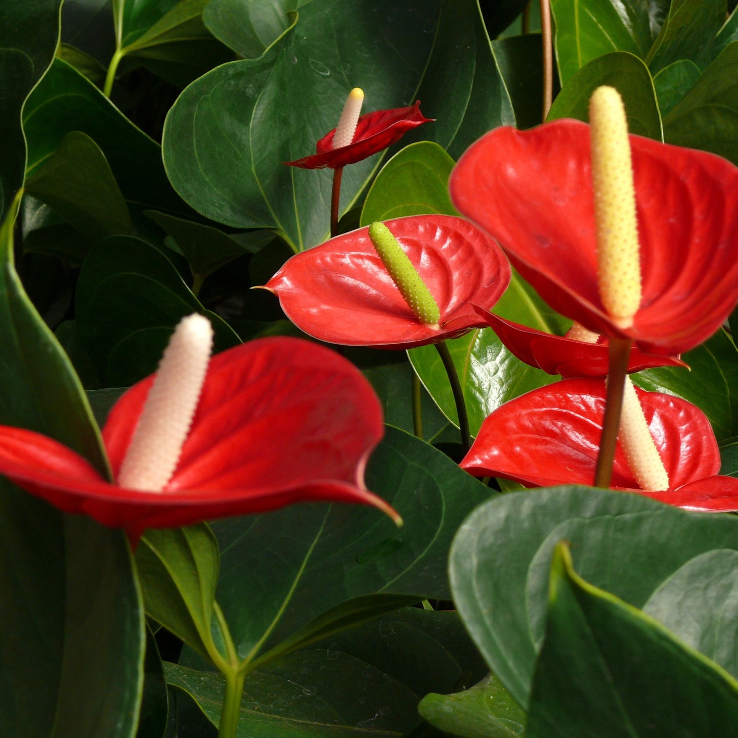 Anthurium Plant Red Bull in white Ceramic Pot