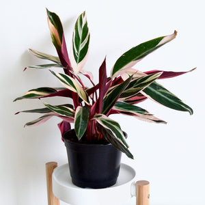 Stromanthe Trio